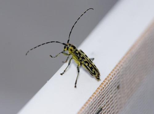 Réf. 319 716 : Saperda scalaris